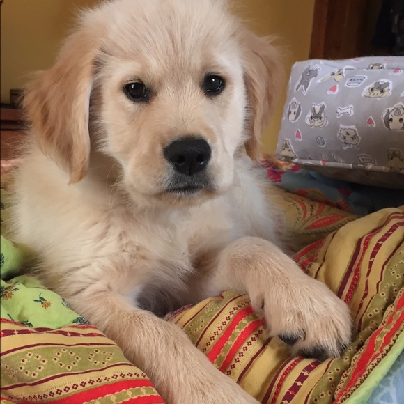 Meet your Posher, C - Picture 3 of 4